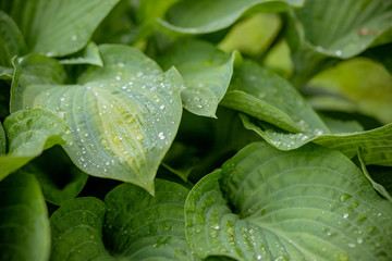 Tropical concept, green background. Plant host after the rain, drops of water on large leaves.Selective focus. Ecology concept. Green leaves texture. Rainy weather