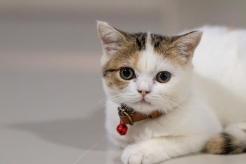 Close up portrait of cute cat.