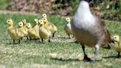 Gosling chicks following their mother