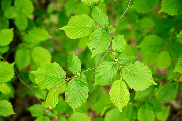 Bright green hazel leaves outdoors.