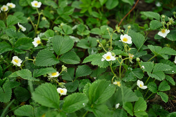 Water drops on leaves and flower of strawberry.