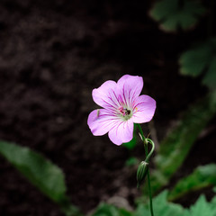 Wild flowers