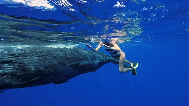 Freediving with sperm whales, tropical water adventures, 