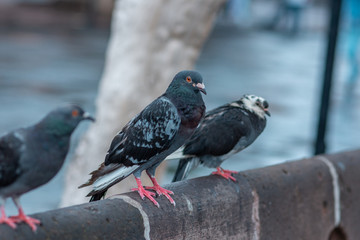pigeons on the street