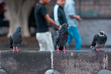 Obraz premium pigeons on the street