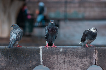 pigeons on the street