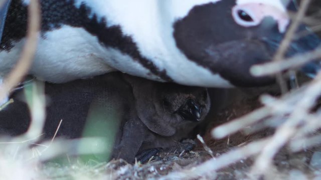 Close up on black baby African penguin in nest underneath its mother