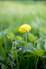 Yellow dandelion flowers. Dandelions field background on spring sunny day. Blooming dandelion.