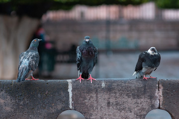 pigeons on the street