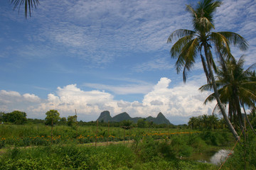 Fototapeta na wymiar palm trees and beauty mountain in south Thailand