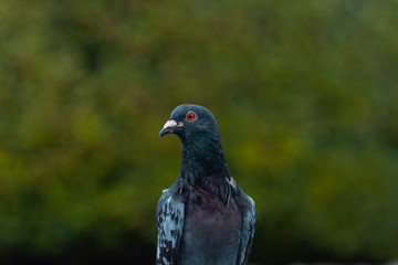 pigeons on the street
