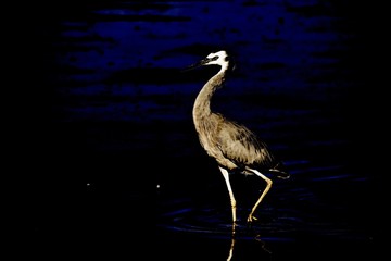 heron at night 