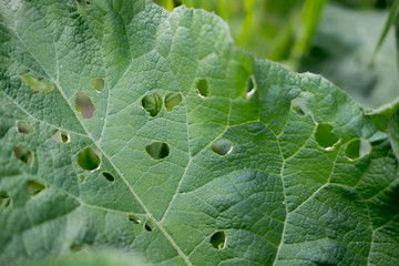 Big green leaf closeup photo. Burdock with holes. Leaf in sunlight photo for banner template. Summer garden detail. Infestation on green leaf.