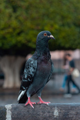 pigeons on the street