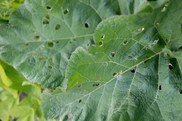 Big green leaf closeup photo. Burdock with holes. Leaf in sunlight photo for banner template. Summer garden detail. Infestation on green leaf.