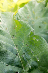 Big green leaf closeup photo. Burdock with holes. Leaf in sunlight photo for banner template. Summer garden detail. Infestation on green leaf.