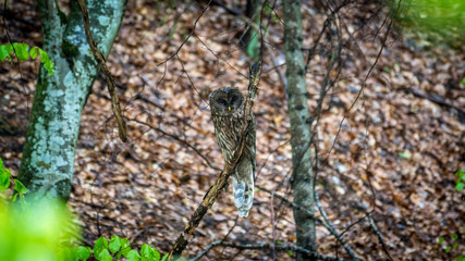Isolated close up of an Ural Owl bird in the wild- Capetian mountains Romania