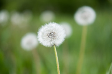 Fluffy dandelions glow in nature on a meadow. Beautiful dandelion flowers in spring in a field close-up in the golden rays of the sun