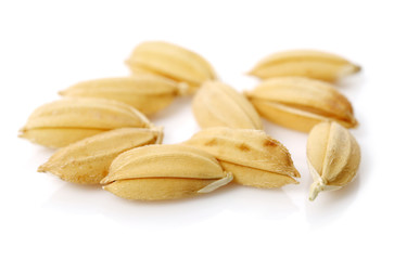 paddy on white background