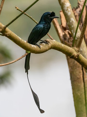 Greater Racket-tailed Drongo (Dicrurus paradiseus) race 