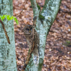 Isolated close up of an Ural Owl bird in the wild- Capetian mountains Romania