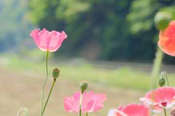 colorful poppy flower in summer
