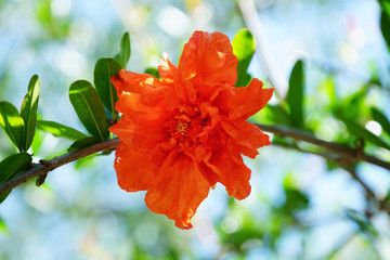 Granatapfel Punica granatum 