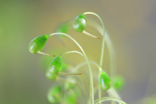 Spore capsules of Funaria hygrometrica, known as the bonfire moss or common cord-moss