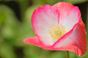 Obraz na płótnie Canvas colorful poppy flower in summer
