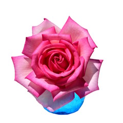 ピンクの花、薔薇、新緑、風、光、水、ガーデニングイメージ素材、白背景