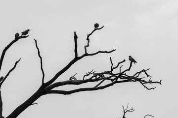 pigeons on the branch 