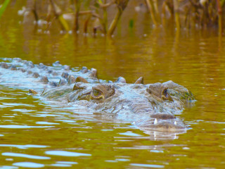 Crocodile look. Crocodile in the river waiting for its prey