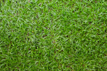 The surface of the green grass