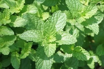 close up kitchen mint plants in nature garden