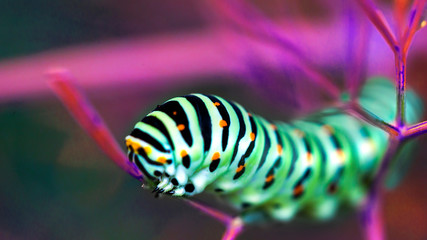 Beautiful colorful caterpillar on a leaf in the ultraviolet light