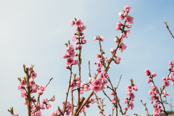 Beautiful cherry blossom sakura in spring time over blue sky.