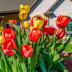 Square Cluster of vibrant tulips blooming at the garden of a home on a sunny day