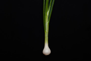 fresh green onion isolated on black background. Top view. Free space for your text.
