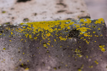 mushrooms in the quarry