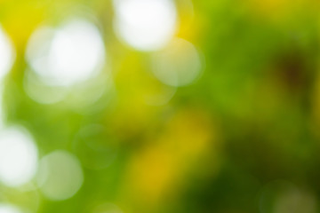 Obraz premium Green bokeh on nature abstract background