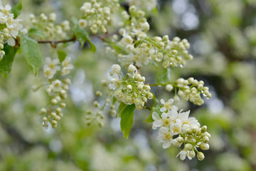 Flowering branch cherry on a light blurred background. Transparent drops of rain hanging on white colors.