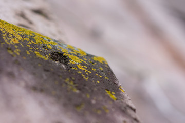 mushrooms in the quarry