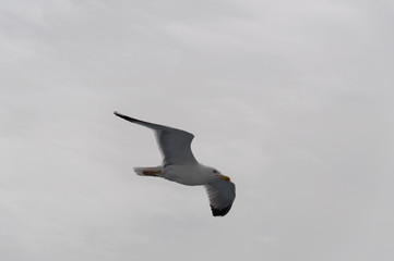 One seagull flying in the sky