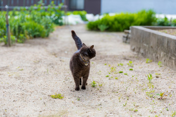 猫　畑　一匹　振り返り