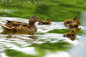 A family of ducks, mother duck and ducklings swim in the water.