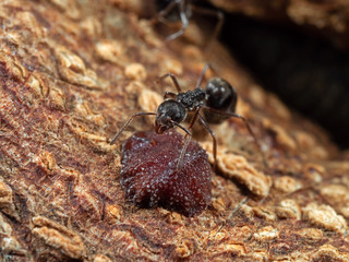 Macro Photo of Black Garden Ant with Scale Insect on Tree Bark