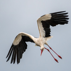 Close up of an isolated white stork bird in the wild- Romania