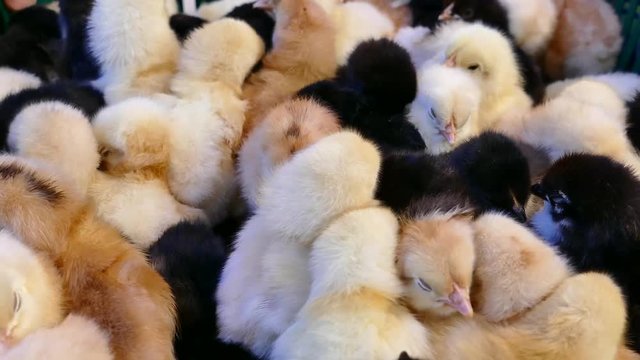 Hatching chickens of different colors. Little fluffy chickens run in the incubator.