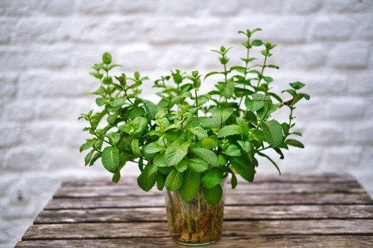 Pianta di Menta in vaso