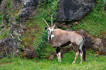 Oryx